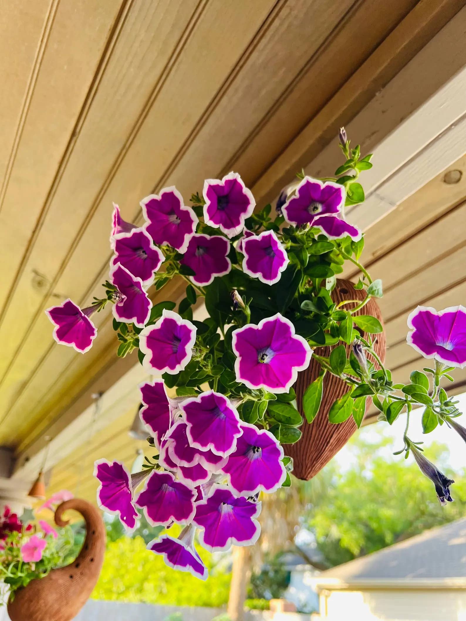 Handmade Unique Shape Terracotta Hanging Planters: Heart Shape | Evergreen  Garden Center