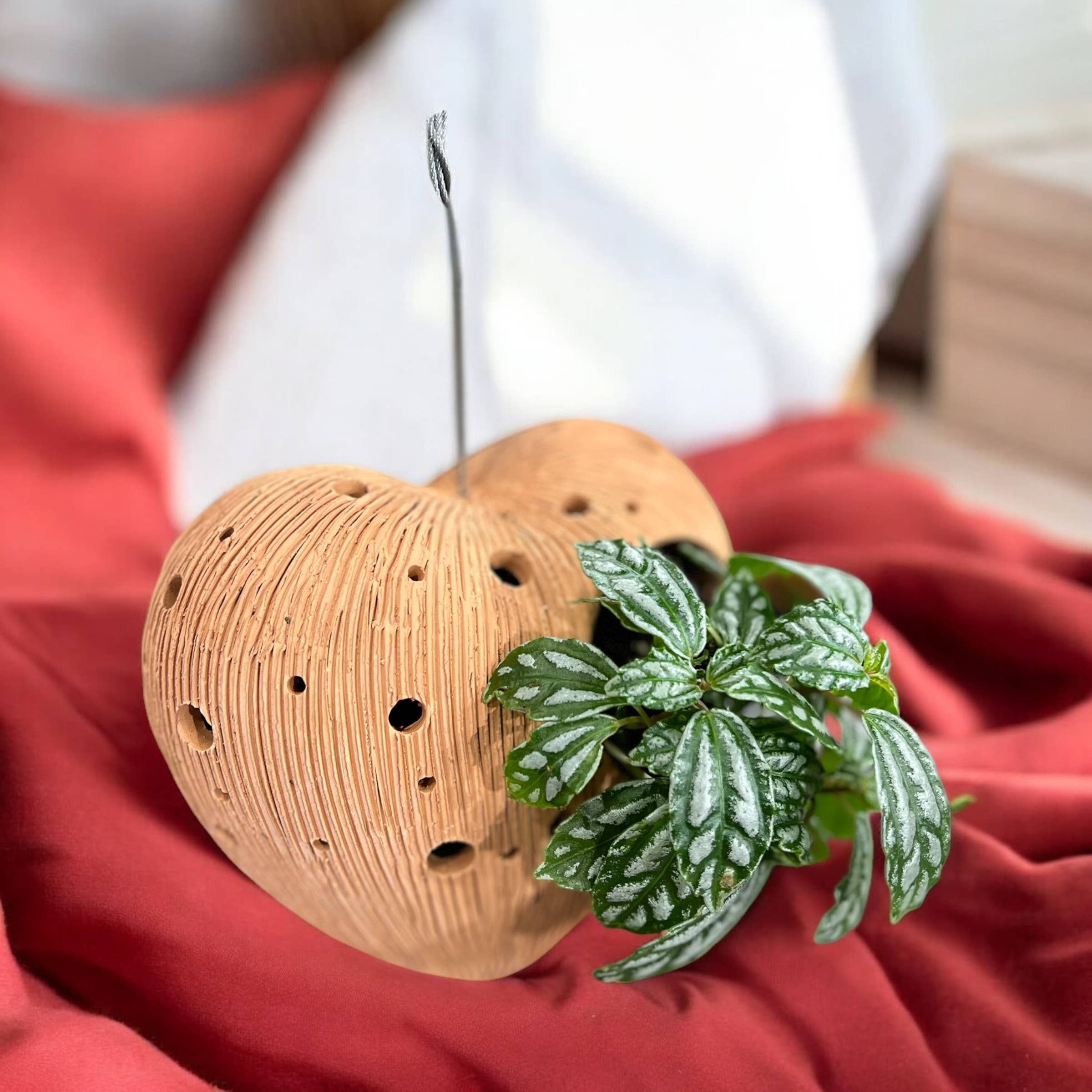 where to buy spider plants Spider Plant 'Reverse' | Indoor Plant | Tropical Plant | Potted Plant